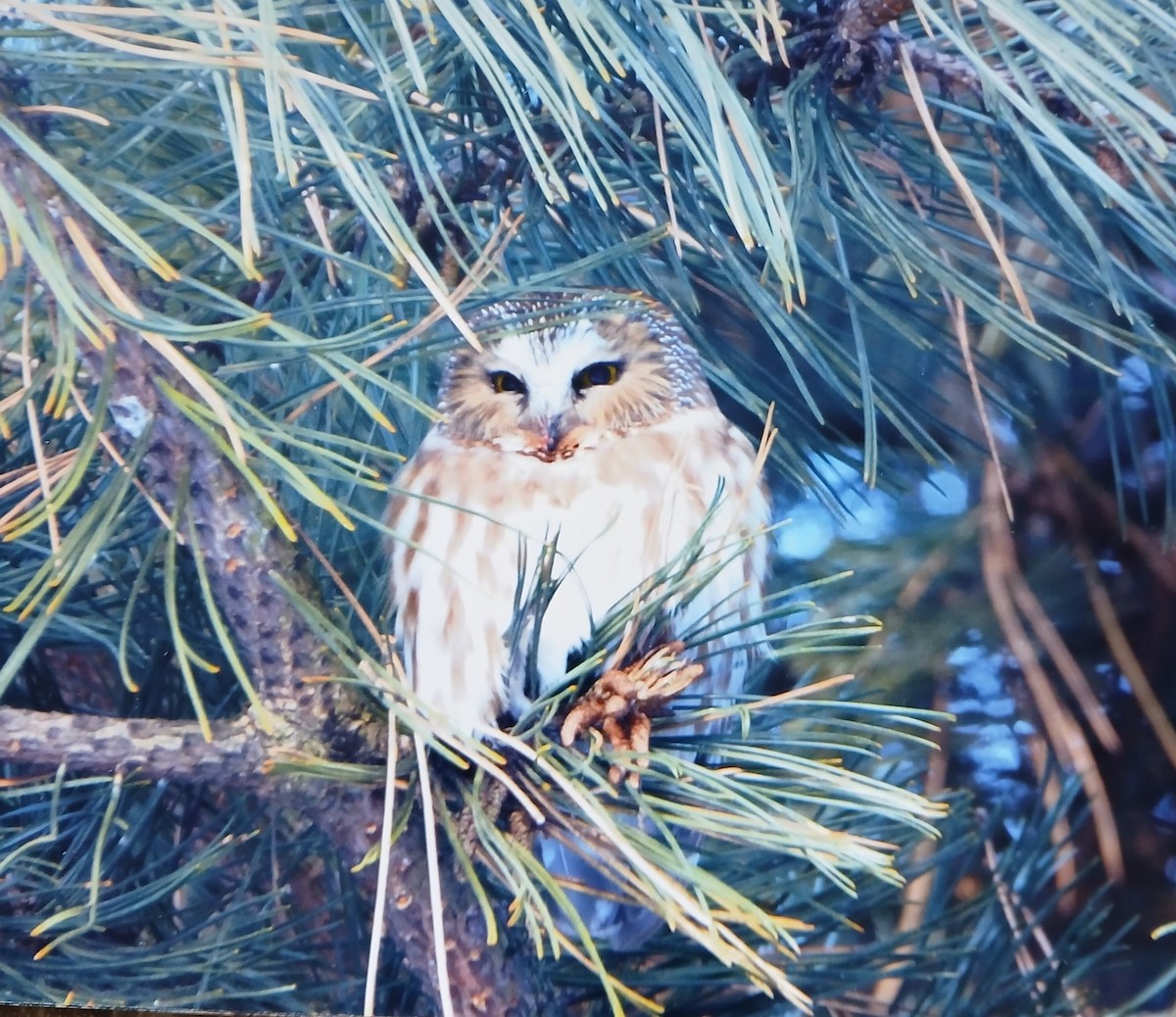 Northern Saw-whet Owl - ML629588905