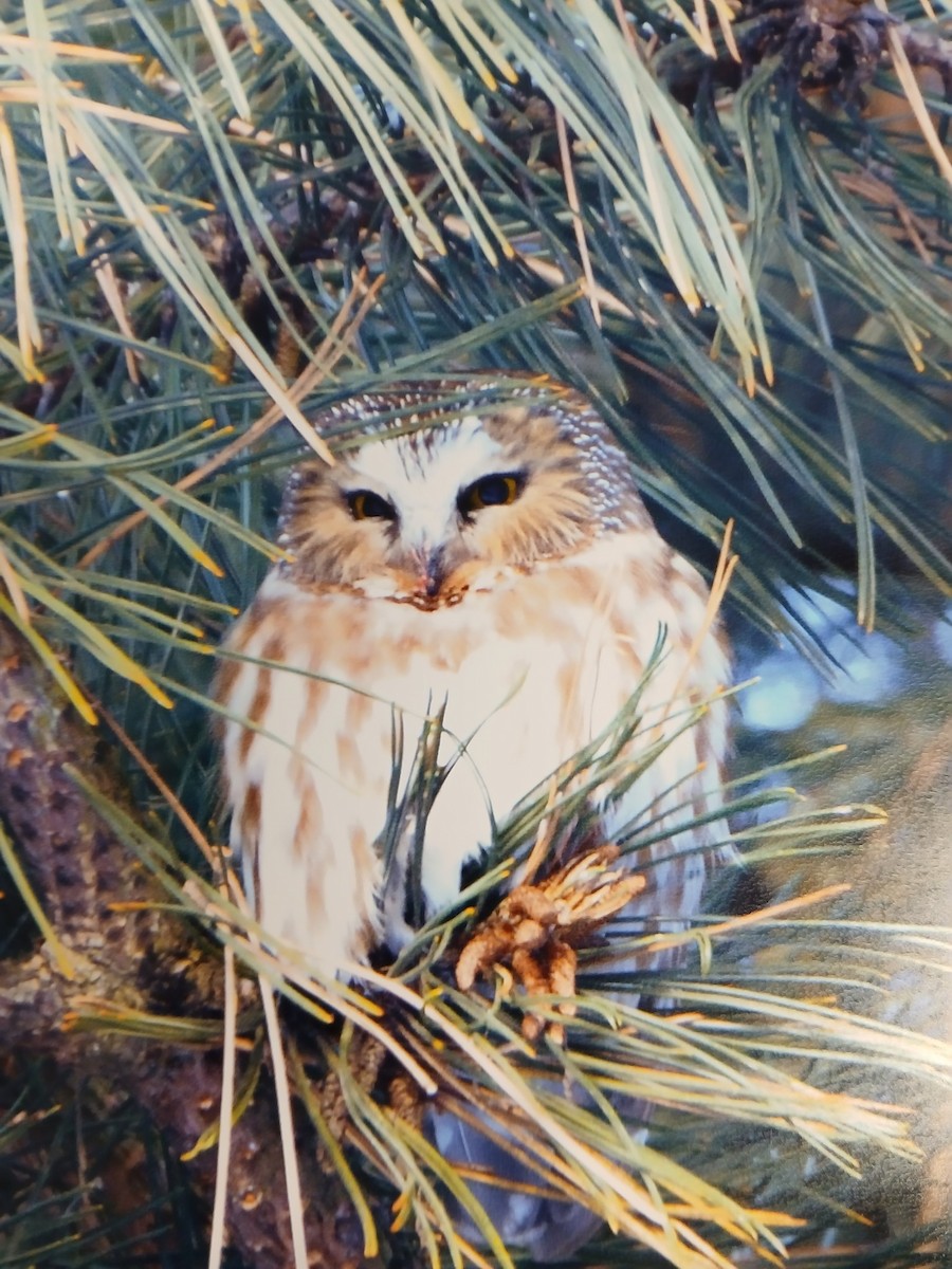 Northern Saw-whet Owl - Laurynn Bosco