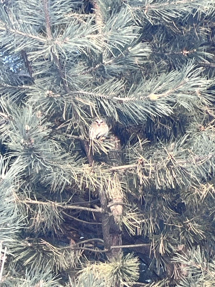 Northern Saw-whet Owl - ML629588907