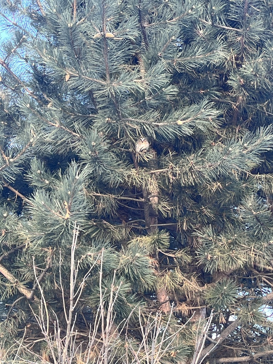 Northern Saw-whet Owl - ML629588908