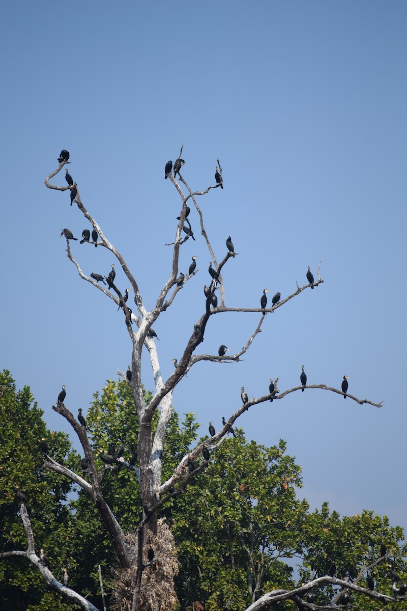Great Cormorant - ML629588952