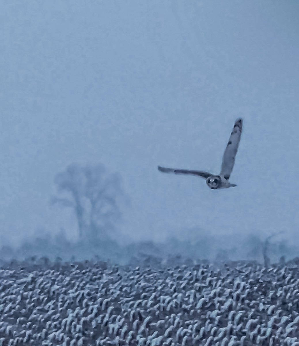 Short-eared Owl - ML629588955