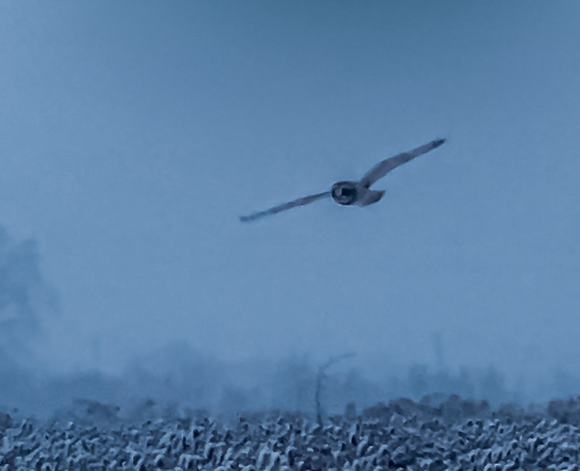 Short-eared Owl - ML629588956