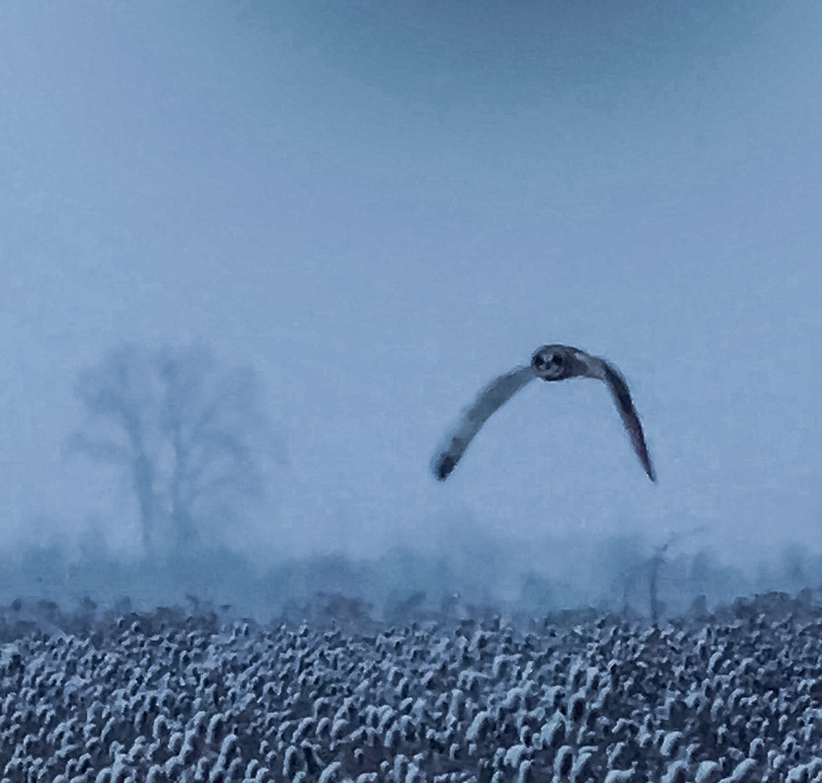 Short-eared Owl - ML629588957