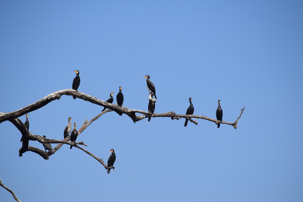 Great Cormorant - ML629588984
