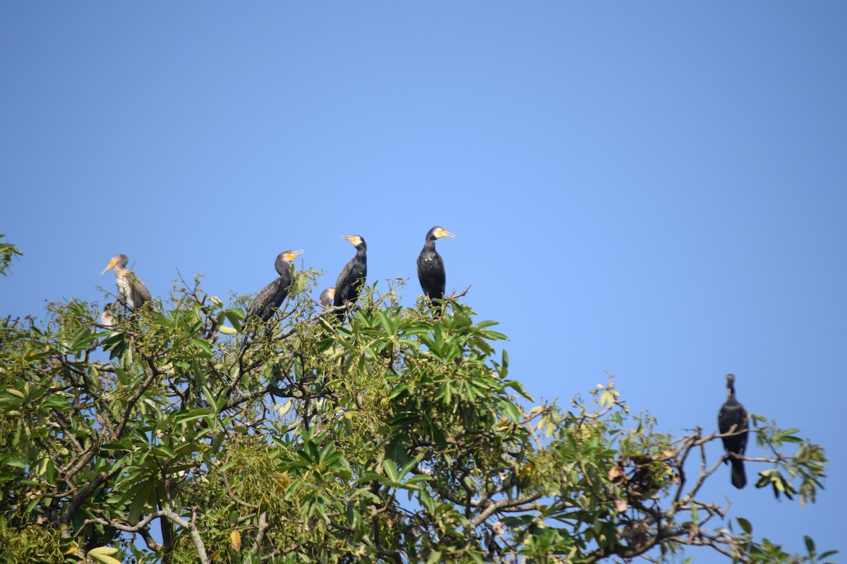 Great Cormorant - ML629588985