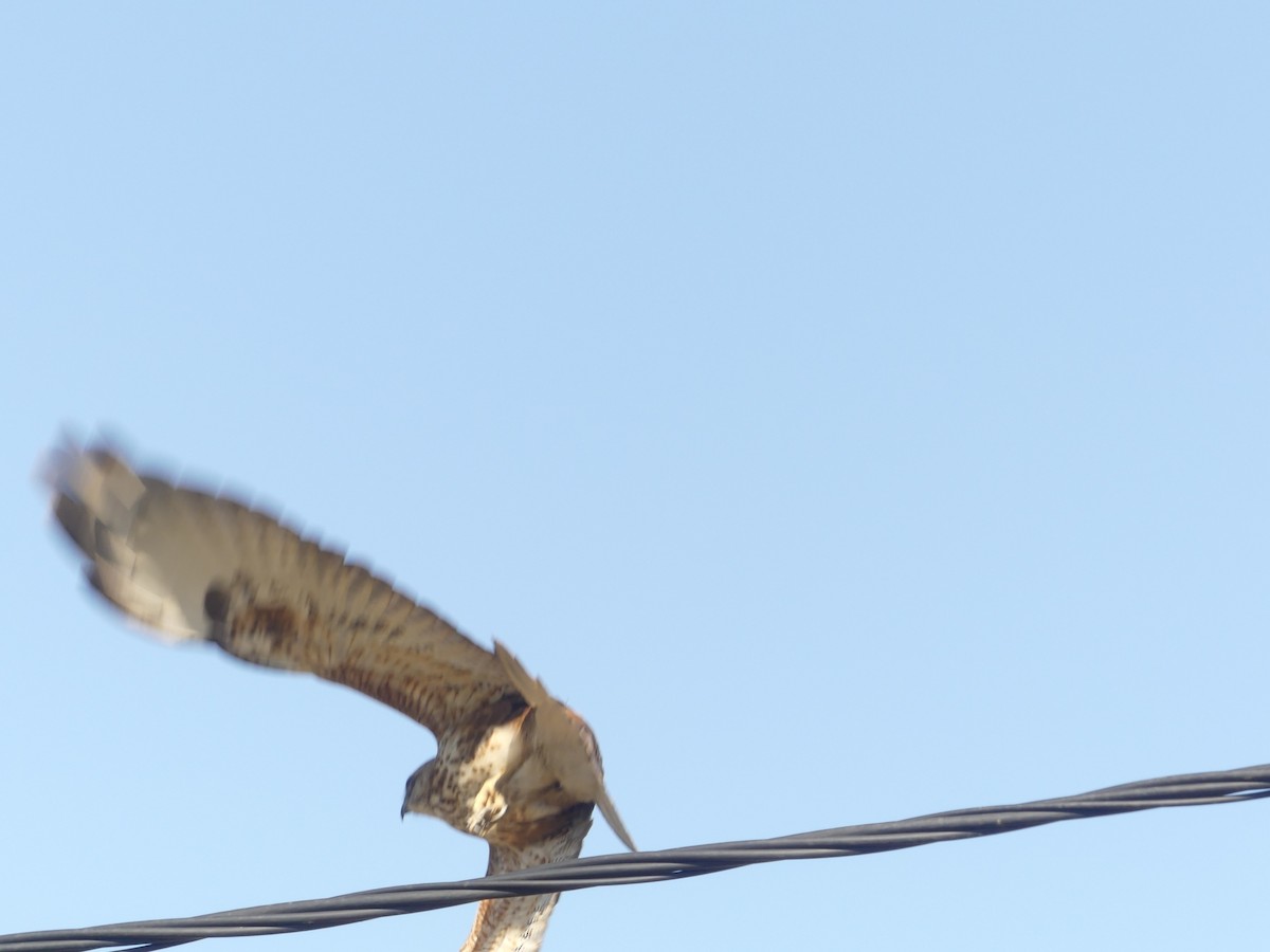 Long-legged Buzzard (Atlas) - ML629589091