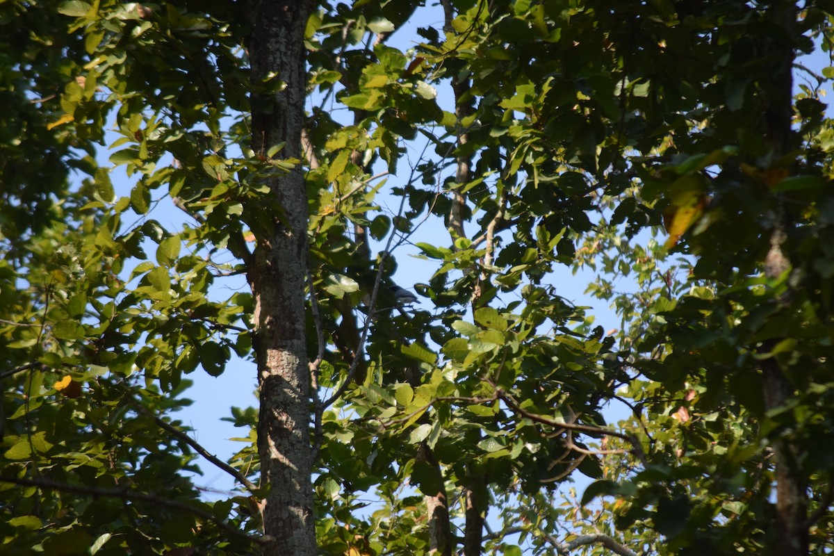 Black-headed Cuckooshrike - ML629589101