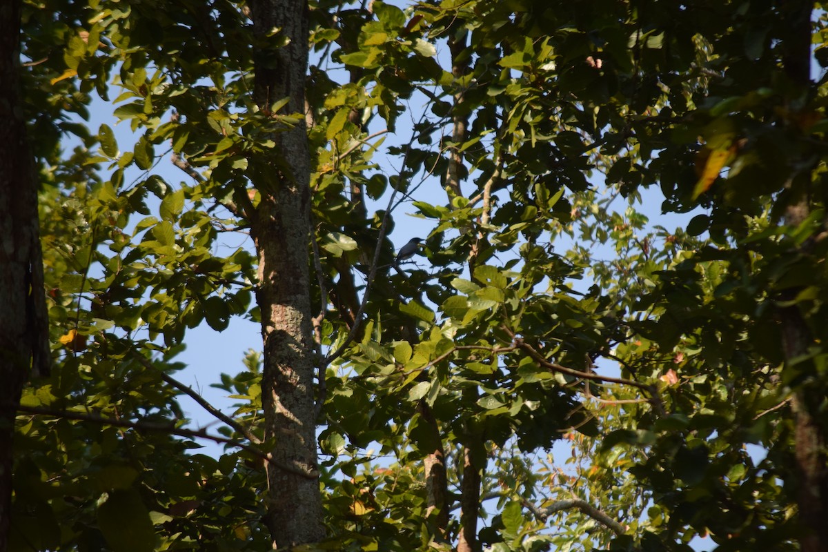 Black-headed Cuckooshrike - ML629589102