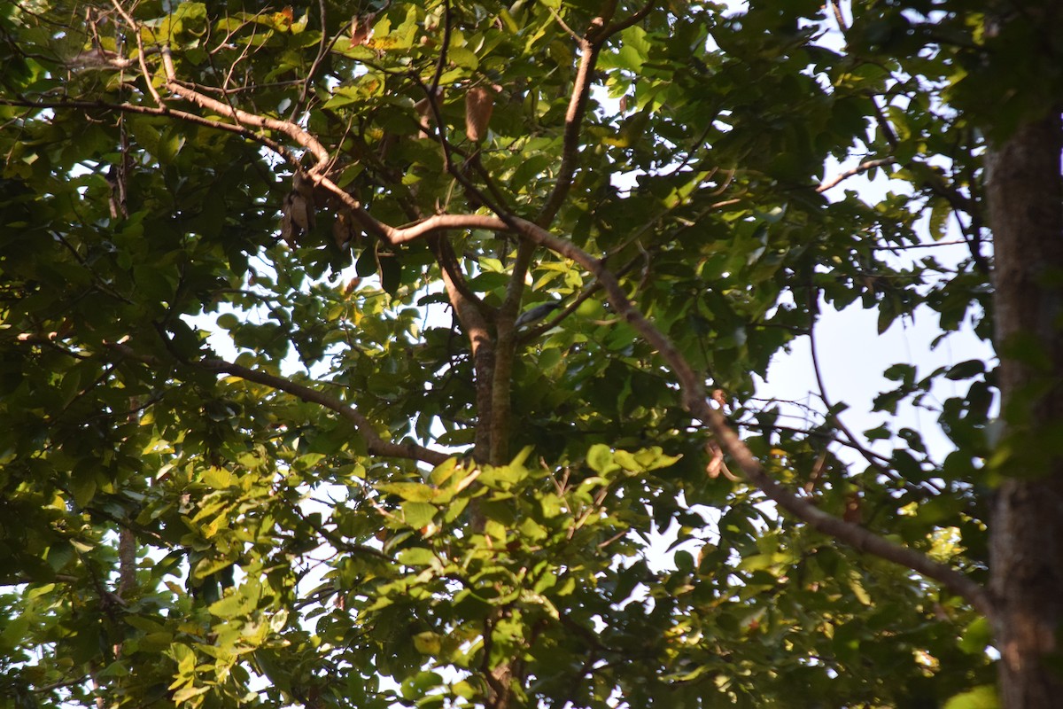 Oriental Cuckooshrike - ML629589153