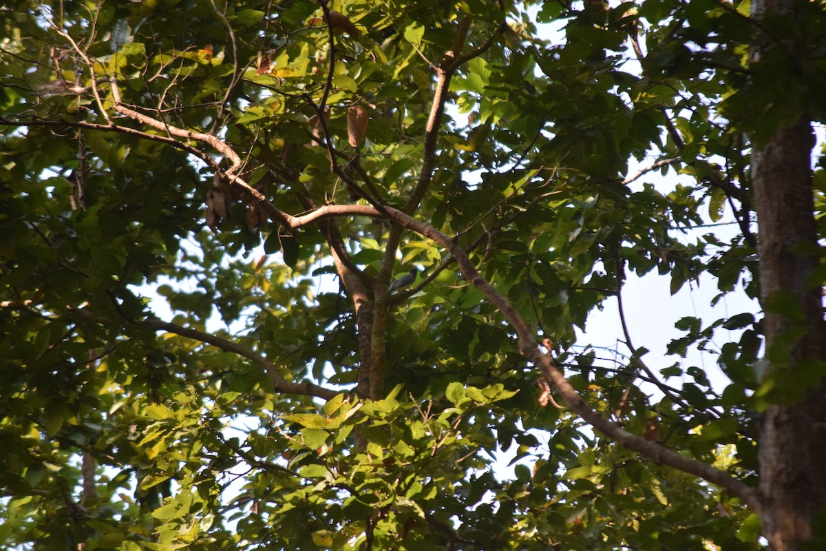 Oriental Cuckooshrike - ML629589154