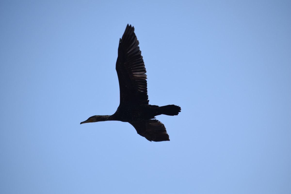 Great Cormorant - ML629589182