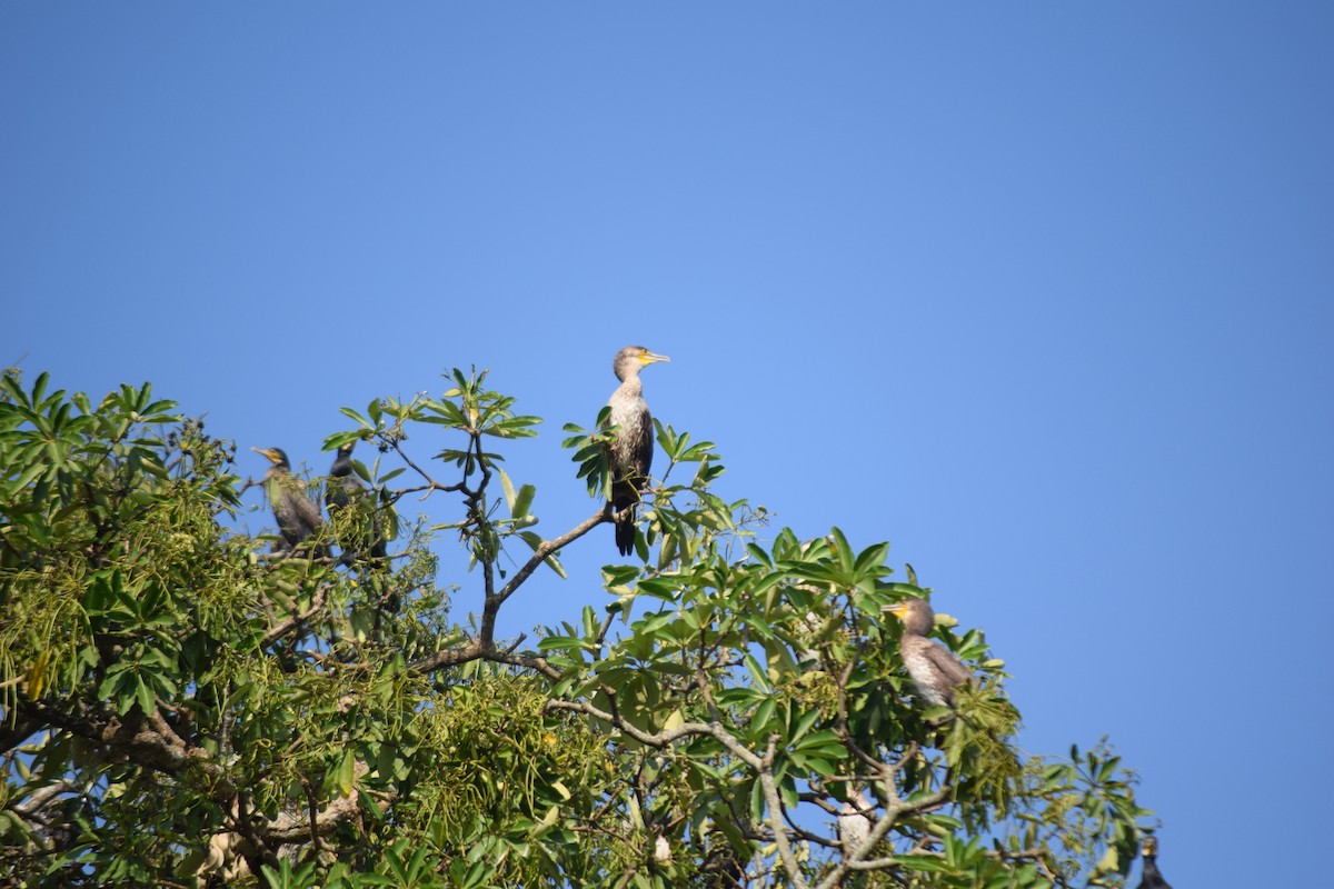 Great Cormorant - ML629589183