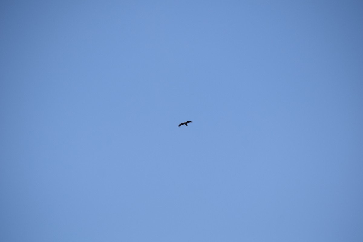 Black Kite - ML629589221