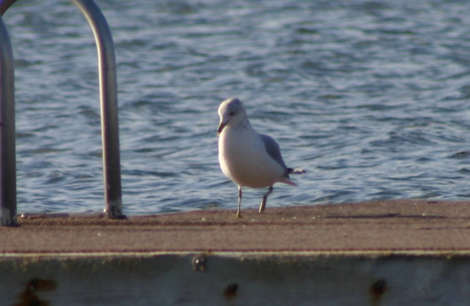 Ring-billed Gull - ML629589472