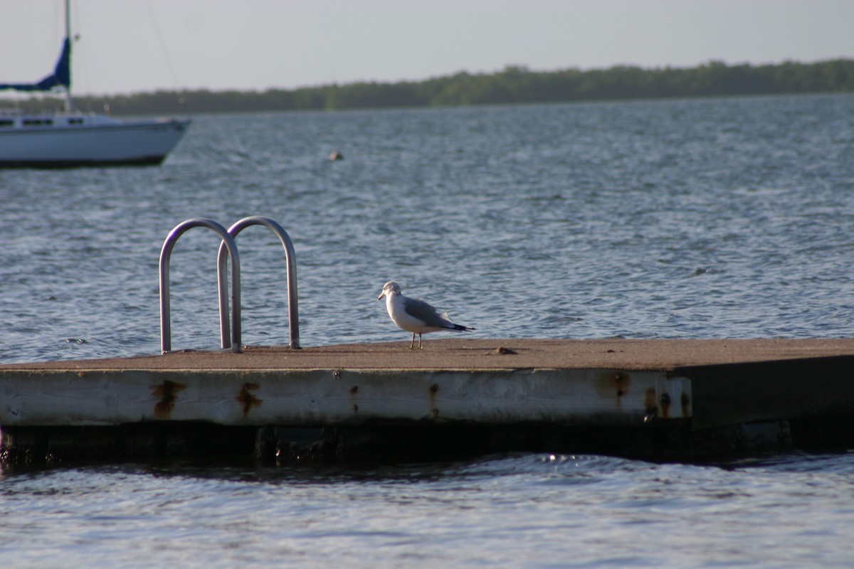 Ring-billed Gull - ML629589473