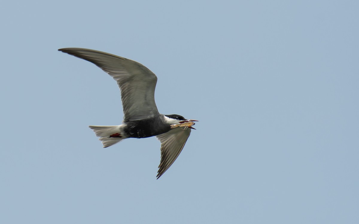 Whiskered Tern - ML629589695