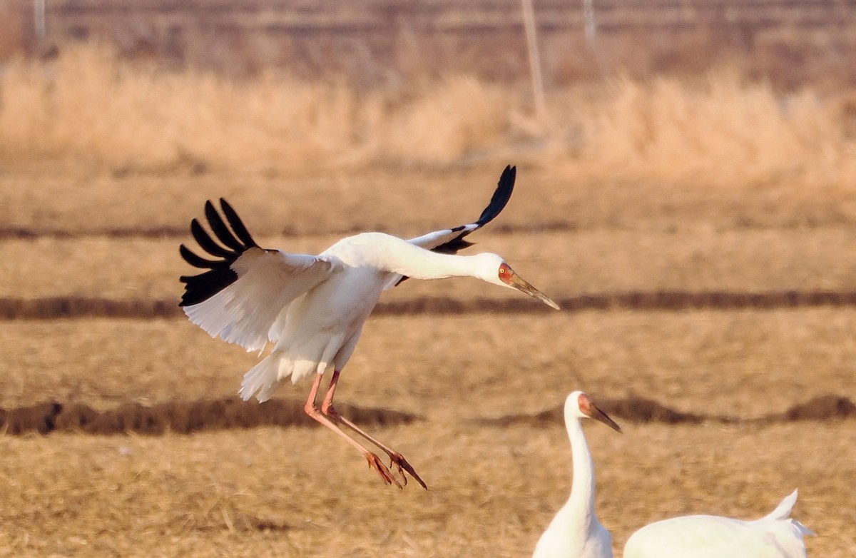 Siberian Crane - ML629589965