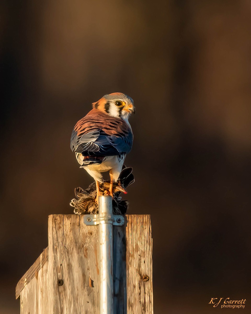 American Kestrel - ML629589981