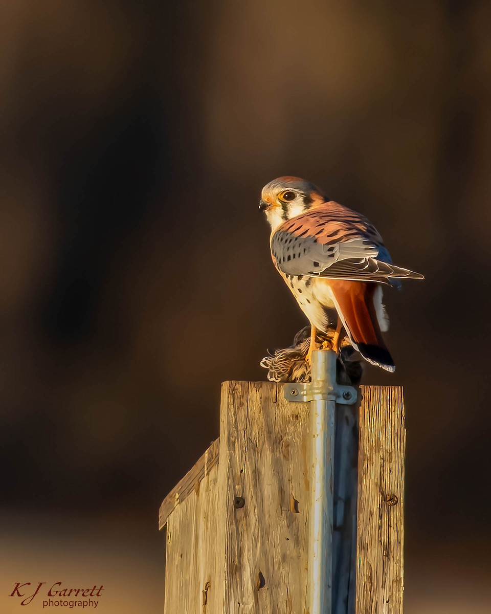 American Kestrel - ML629589986