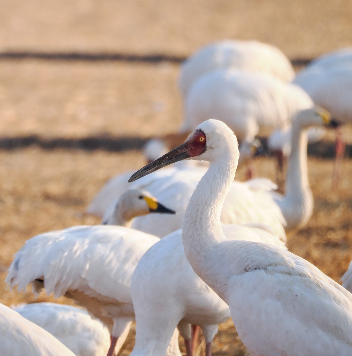 Siberian Crane - ML629590053