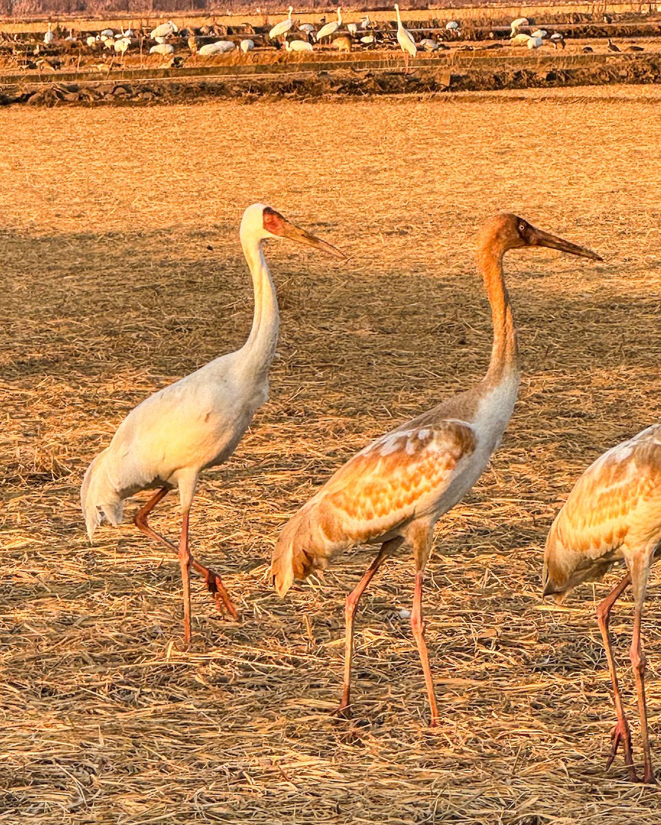 Siberian Crane - ML629590054