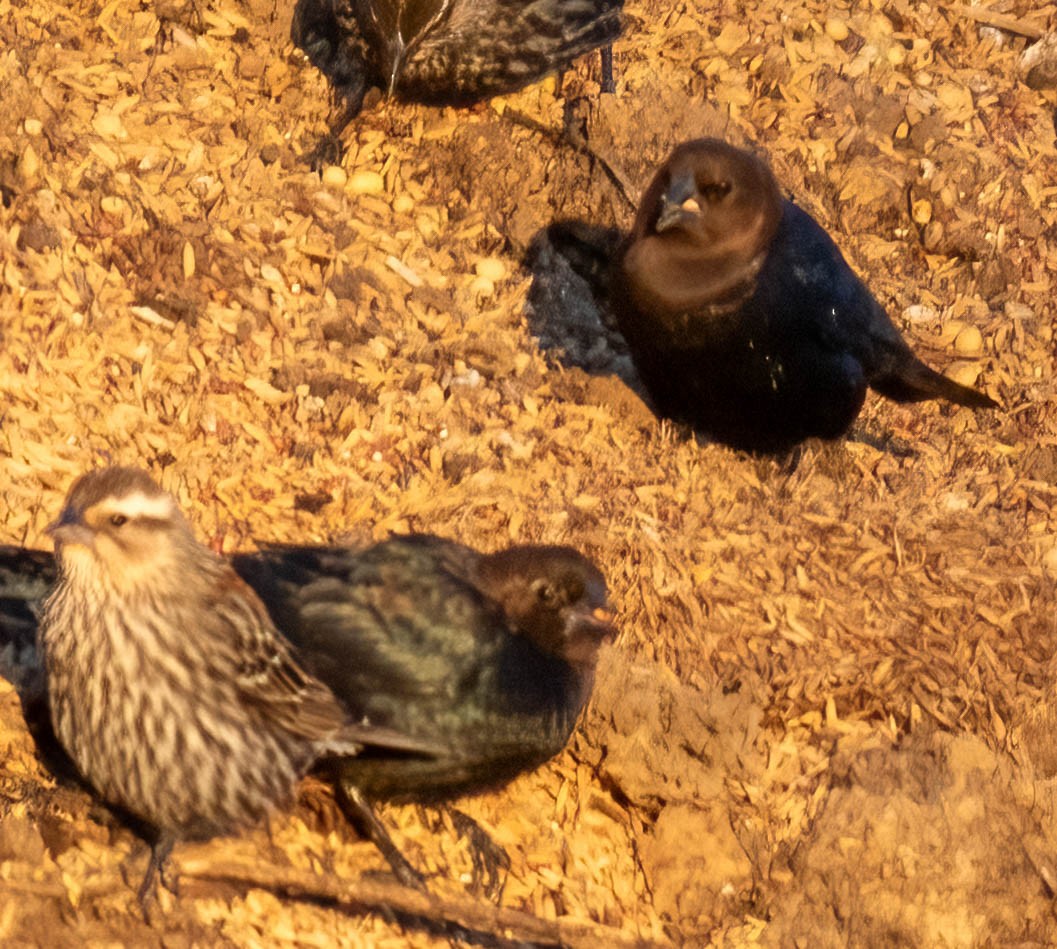 Brown-headed Cowbird - ML629590415