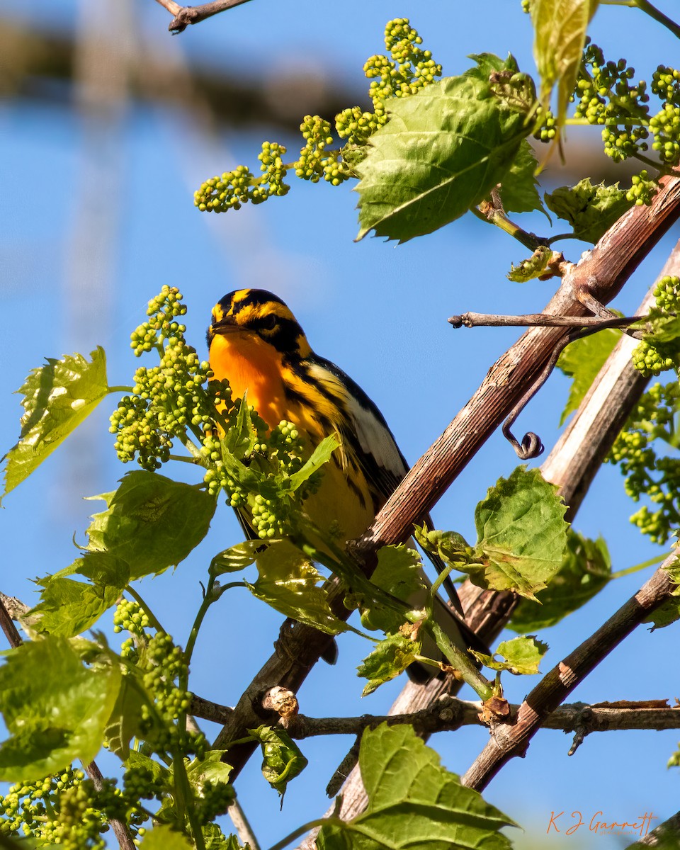 Blackburnian Warbler - ML629590642