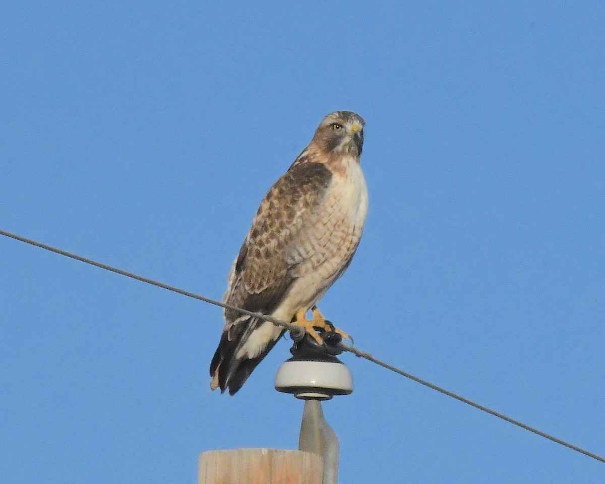 Red-tailed Hawk - ML629590691