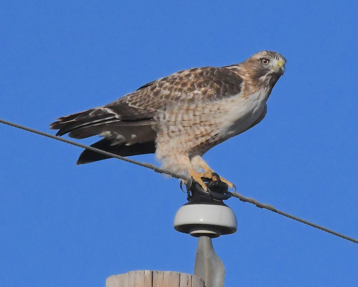 Red-tailed Hawk - ML629590693