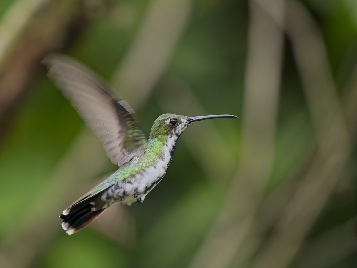 Black-throated Mango (Ecuadorian) - ML629590753
