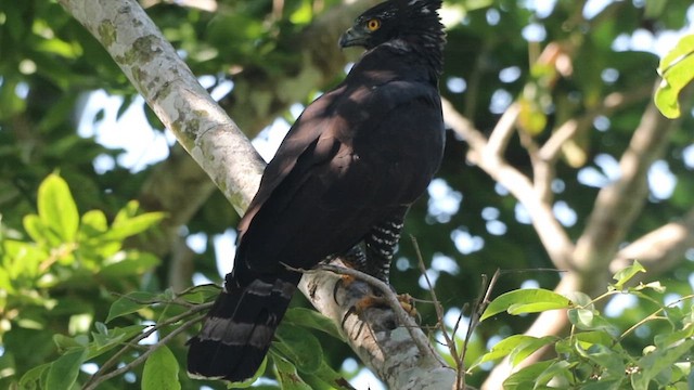 Black Hawk-Eagle - ML629590765