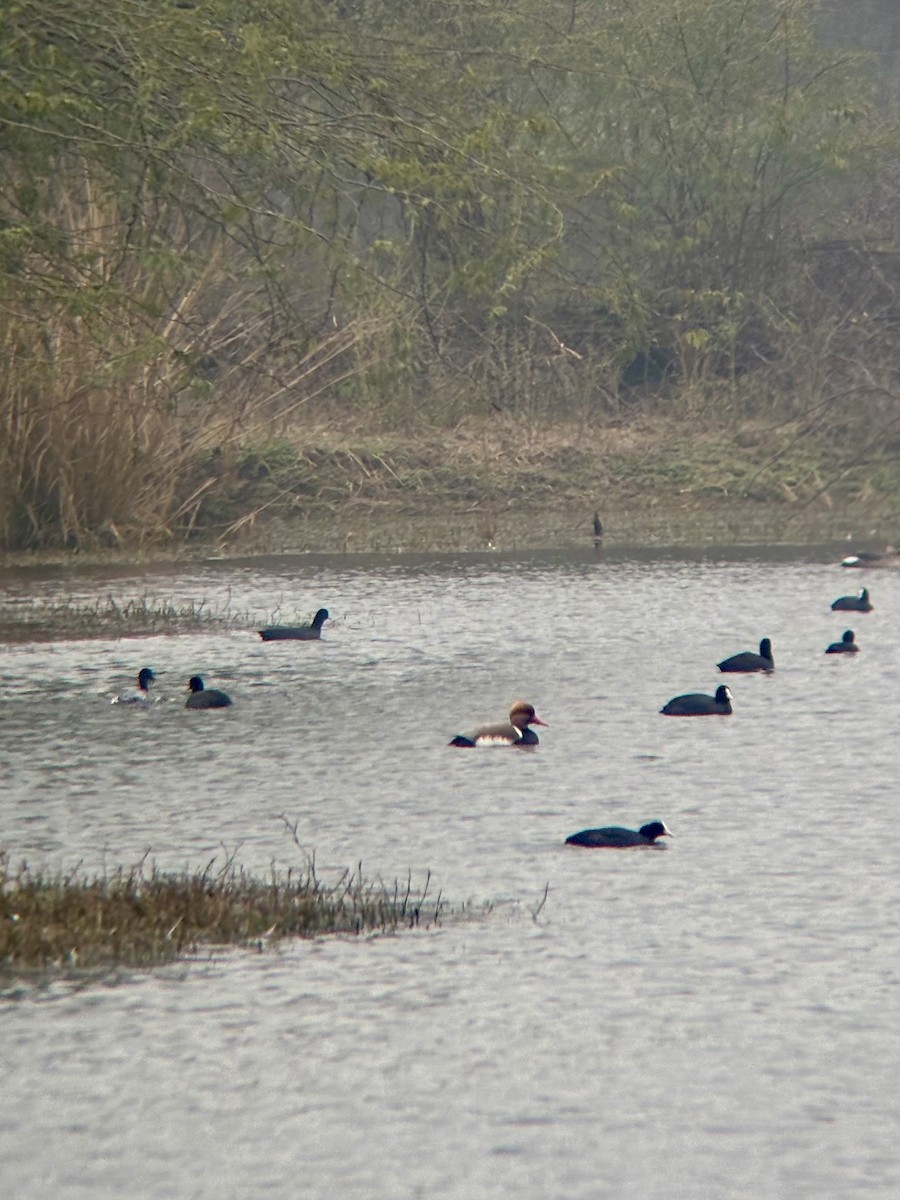 Red-crested Pochard - Pranav Sadana