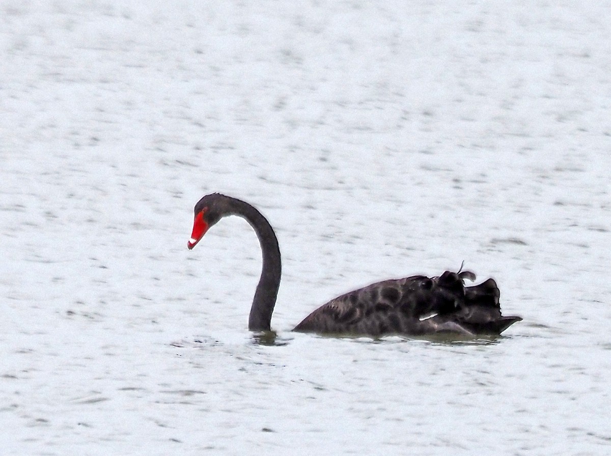 eBird Checklist - 23 Jan 2025 - Greens Lake, Corop - 43 species