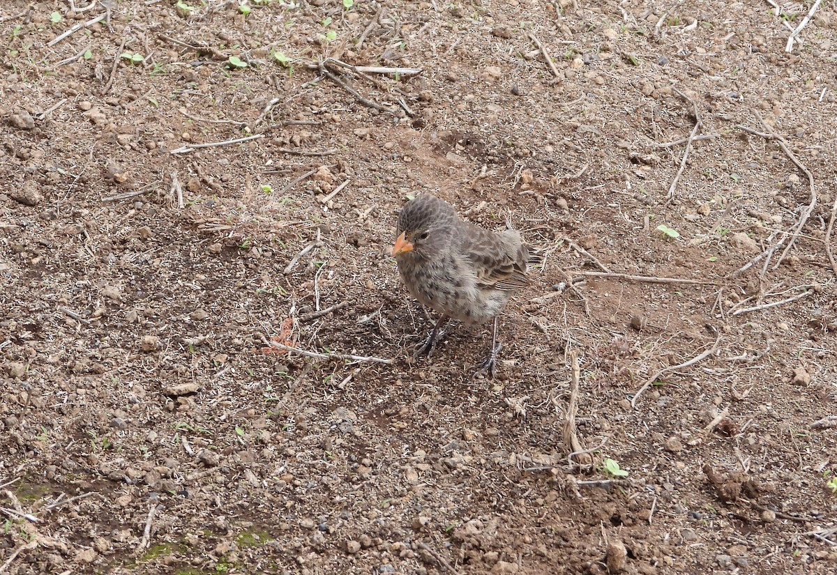 Small Ground-Finch - ML629591311