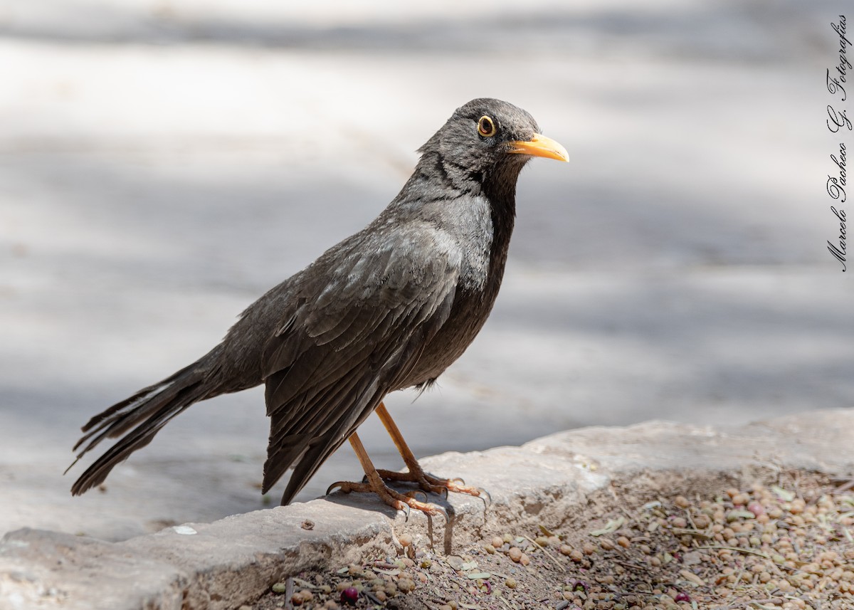 Chiguanco Thrush - ML629591405