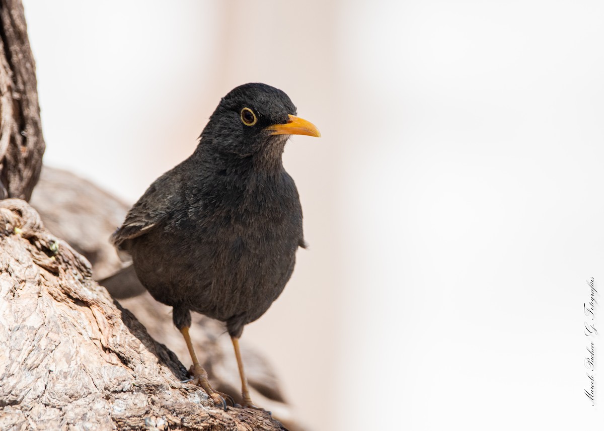 Chiguanco Thrush - ML629591406