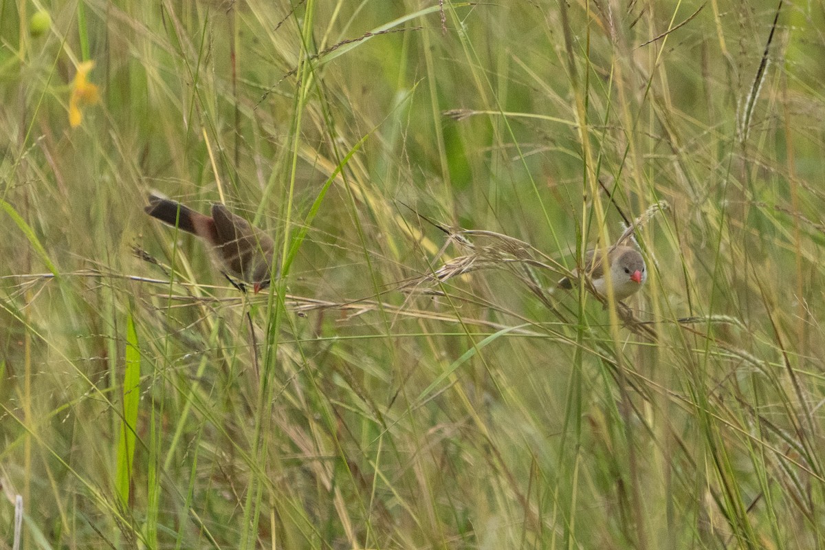 Fawn-breasted Waxbill - ML629591554