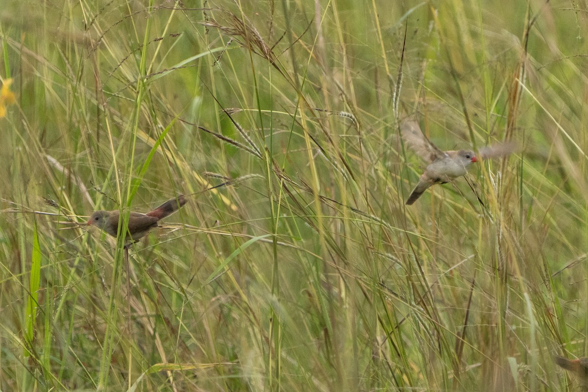 Fawn-breasted Waxbill - ML629591562