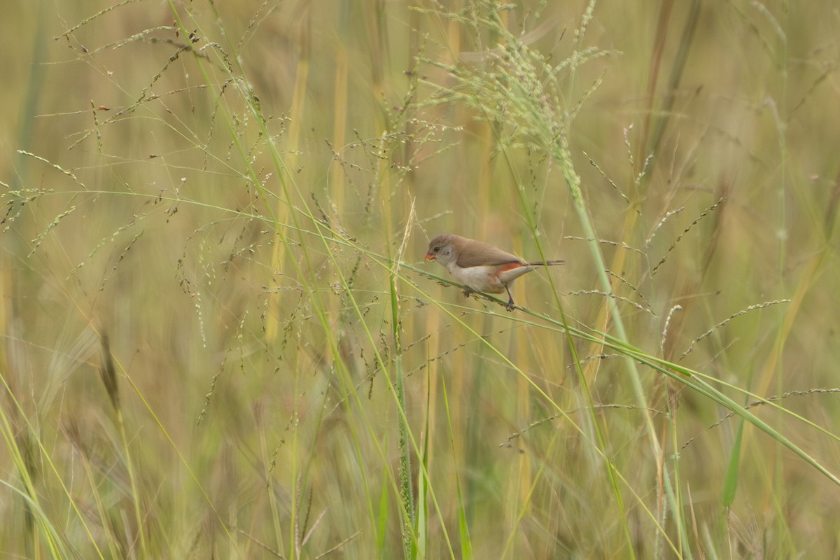 Fawn-breasted Waxbill - ML629591576