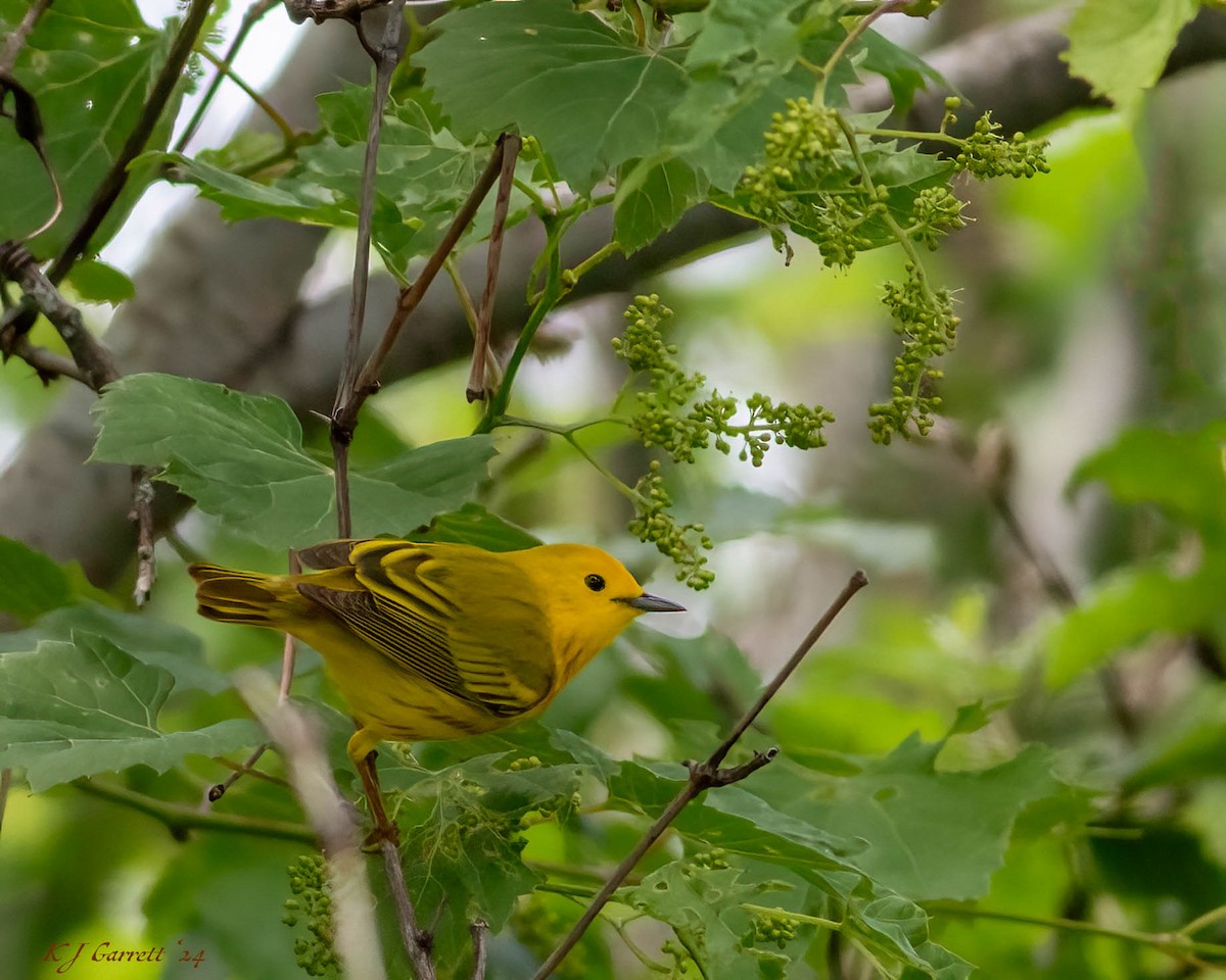 Northern Yellow Warbler - ML629591598