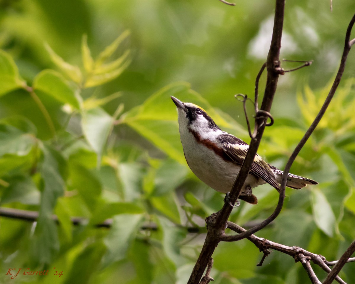 Chestnut-sided Warbler - ML629591649