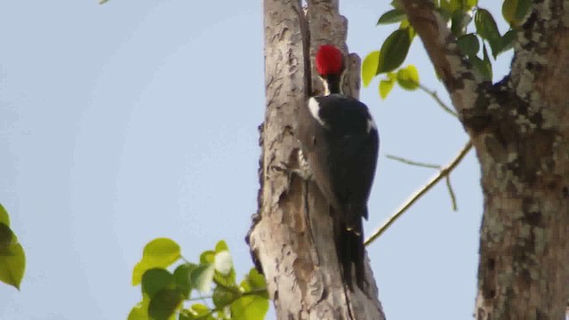 Lineated Woodpecker - ML629591763