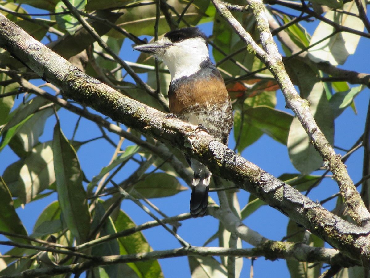 Brown-banded Puffbird - ML629592008