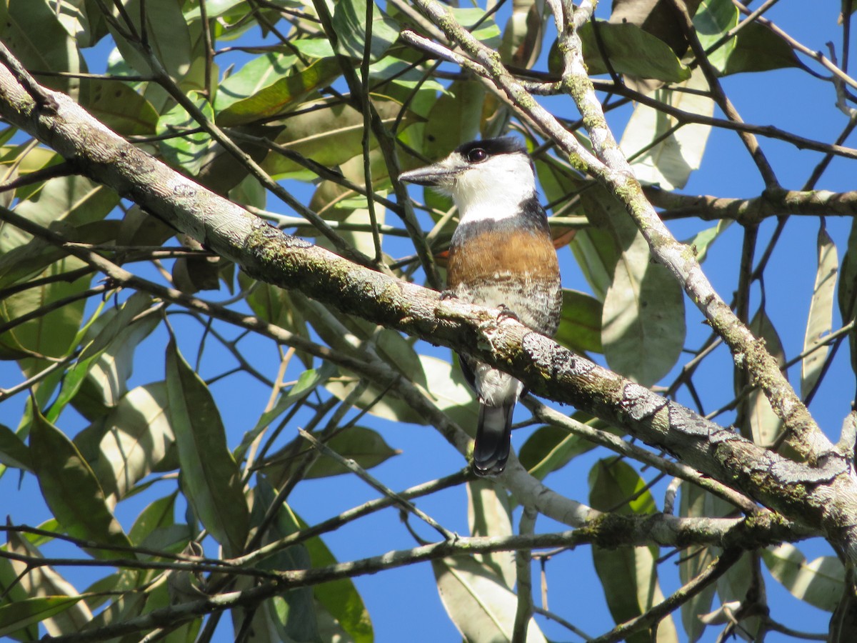 Brown-banded Puffbird - ML629592009