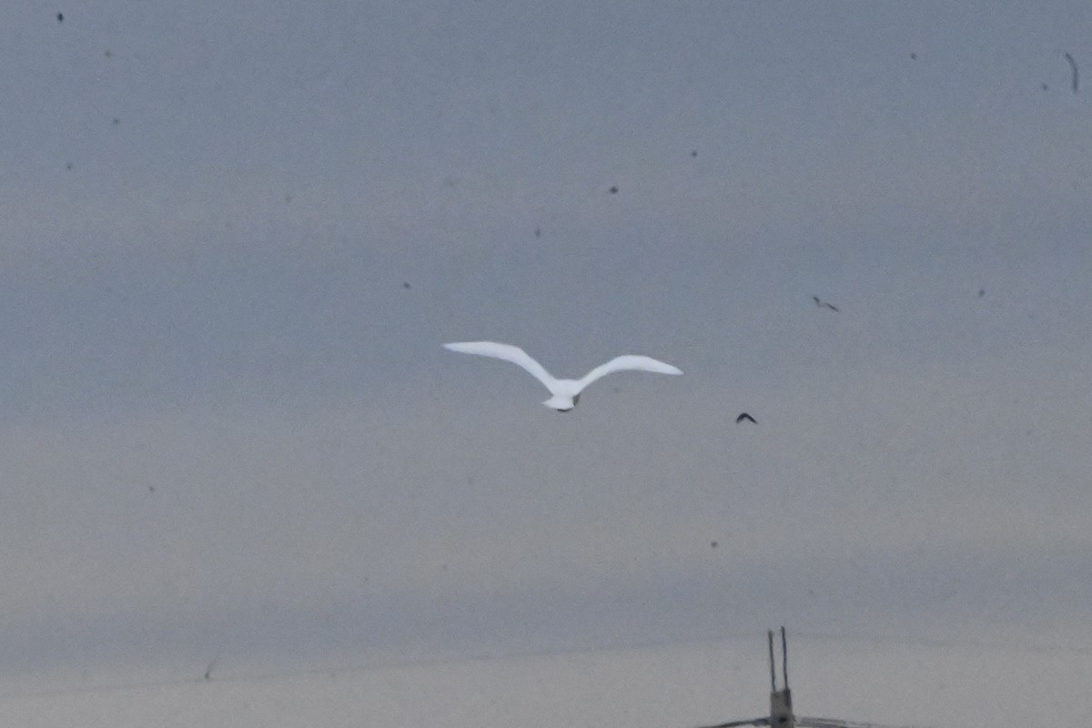 Glaucous Gull - ML629592036
