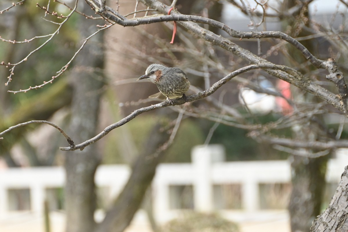 Brown-eared Bulbul - ML629592072