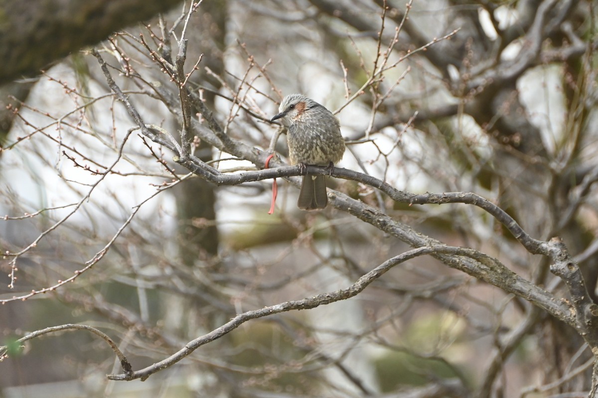 Brown-eared Bulbul - ML629592074