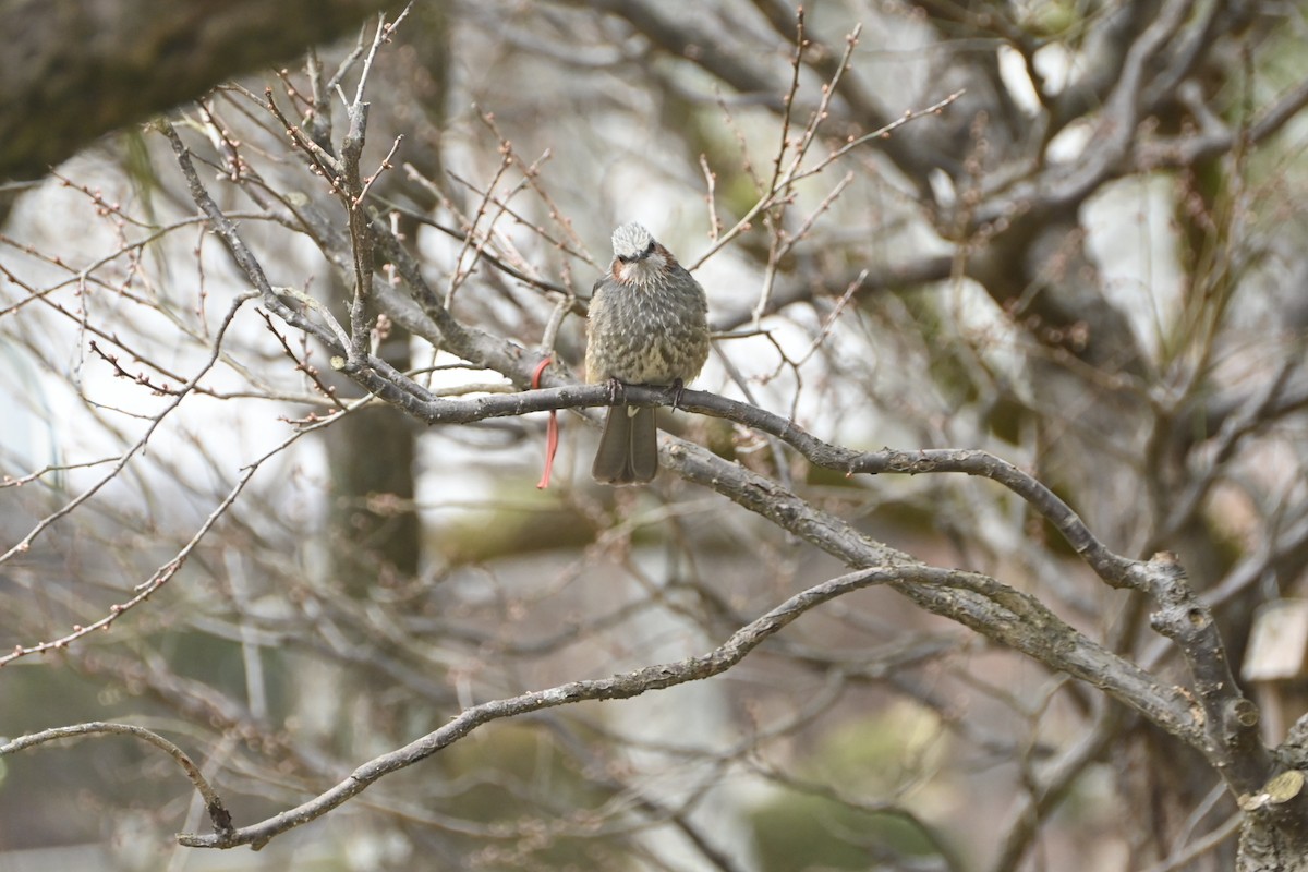 Brown-eared Bulbul - ML629592075