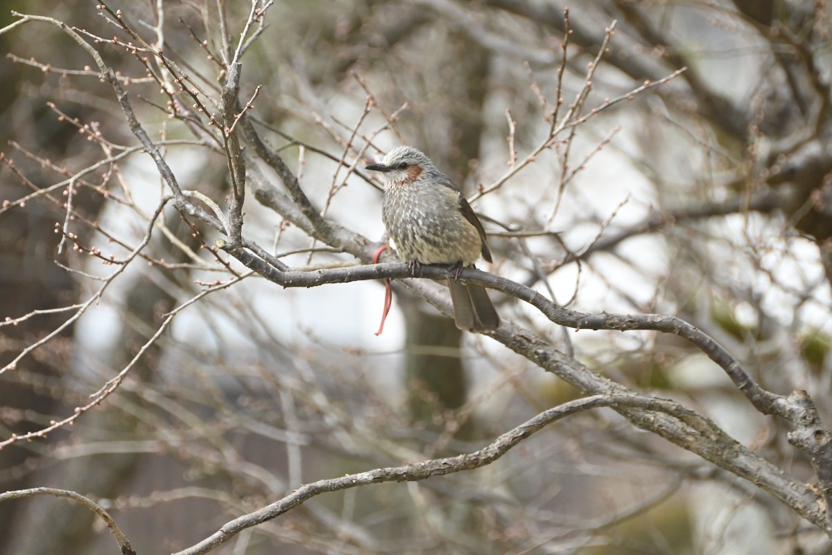 Brown-eared Bulbul - ML629592076